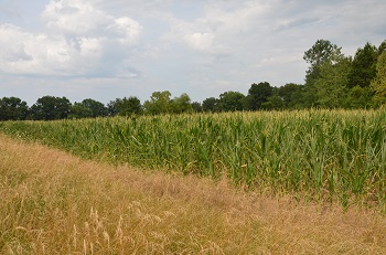 Farmland Values